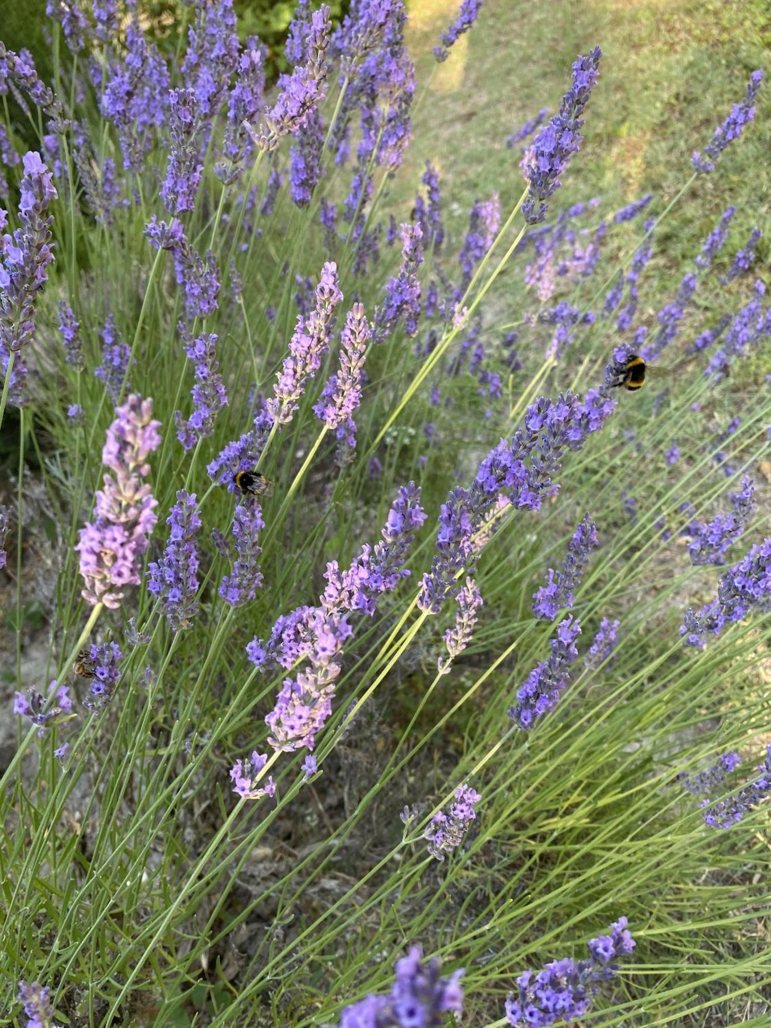 Mas La Pauline Gites De Charme & Roulotte Saint-Rémy-de-Provence Exterior foto